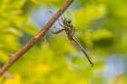 Hines emerald, male. Johnsons Shut-Ins State Park, Reynolds County, Missouri. Art Print